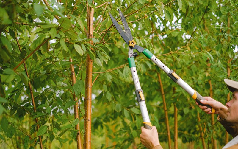 Tree trimming in Esmond, ND