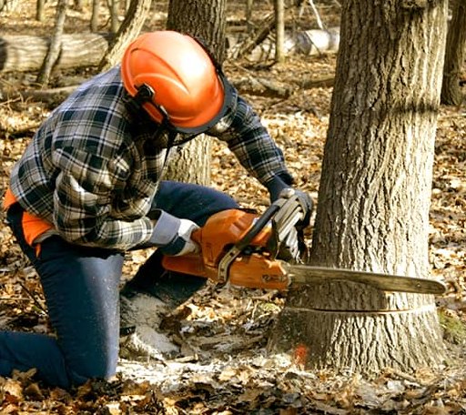 Tree Removal in Esmond, ND